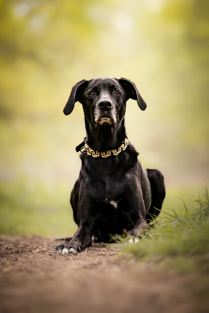 Ramona Rathjen Fotodesign - Hundefotografie Buxtehude | Stade | Hamburg