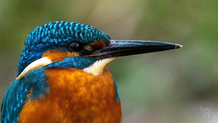 Bernd Bläsing Photography - Natur- & Tierfotografie - Naturführungen