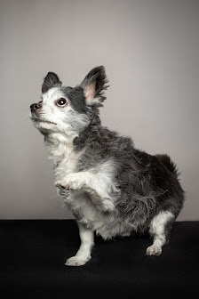 Fräulein Ruhle - Hundefotografie im Fotostudio in Wedel bei Hamburg – Bild 3