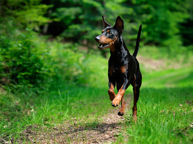 DOGGYFRAMES Hundefotografie – Bild 2