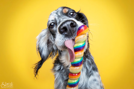 Sikorski Fotografie - Hundefotografie für Berlin & Brandenburg – Bild 2