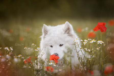 Sabrina Theden Tierfotografie – Bild 5