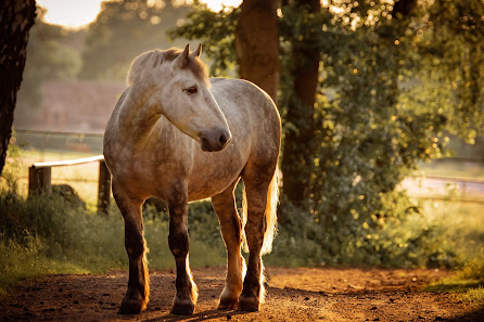 Hoof n paw photography by Sarah Suhren – Bild 3