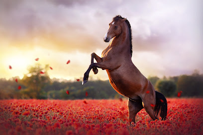 Sasse Photographie