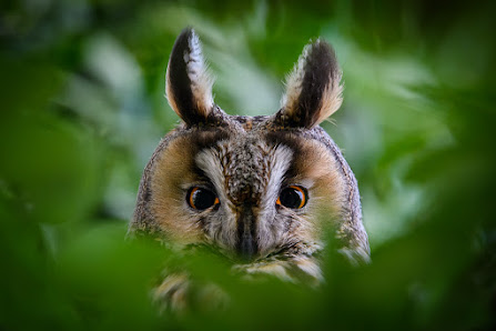 Aiko Sukdolak Natur- und Wildtierfotografie – Bild 2