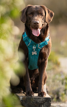 wolfsblutfotografie – Bild 5