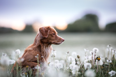 Lisa Windisch Tierfotografie