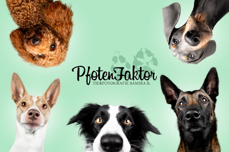 PfotenFaktor Tierfotografie – Bild 2