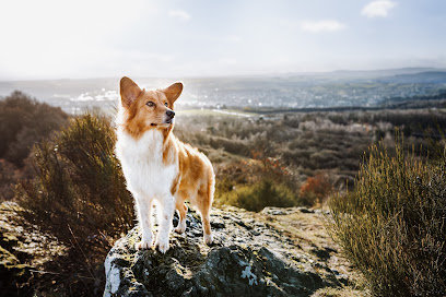 YIART Hundefotografie | Yasemin Ikibas