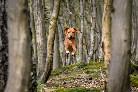 Amibello - Der Hundefotograf – Bild 2