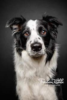 Fräulein Ruhle - Hundefotografie im Fotostudio in Wedel bei Hamburg – Bild 4