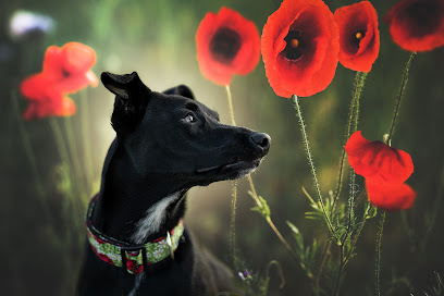 Hundefotografie Hildesheim