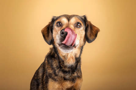 Herzenssache Pfotografie - Tierfotografie – Bild 5