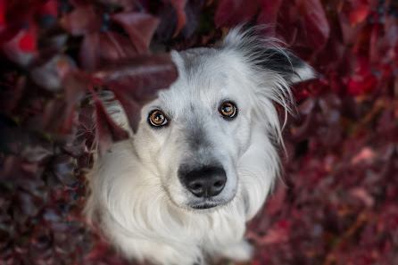 Johanna - Tierfotografie Thüringen – Bild 2