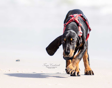 Tierfotografie Tanja Czichotzki – Bild 2