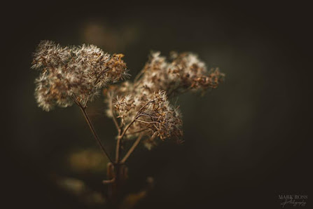 Der Seelenfotograf – Mark Ross – Bild 4