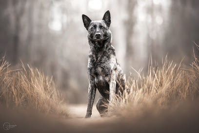 Herzenssache Pfotografie - Tierfotografie