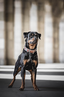 Hundefotografie Markus Heber Photography – Bild 2