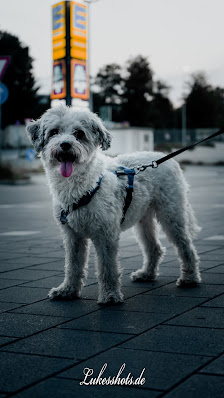 Luke's Shots – Bild 4
