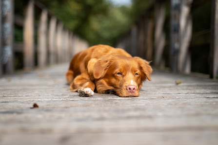 Apport-Memories Tierfotografie Simon Jansen – Bild 2