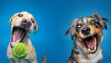 Hundefotografie Lindner Osnabrück
