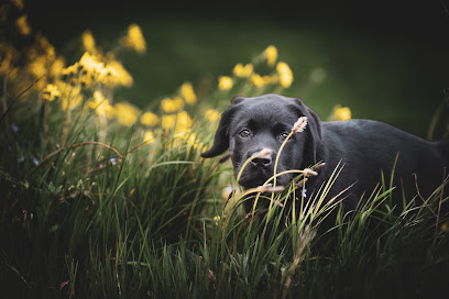 Yvonne Mey Photography