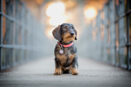 Hundefotografie Markus Heber Photography – Bild 4