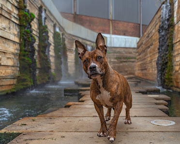 Stefan Schurtz Photography - Tierfotografie, Menschfotografie im Saarland – Bild 3