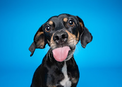 Hundefotografie Lindner Osnabrück – Bild 3