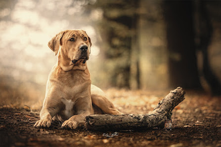 Evelyn Kobben FotoArt – Bild 3