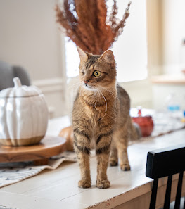 flauschverliebt - Tierfotografie – Bild 2