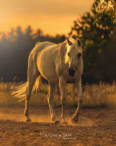 Fotofusion-Saar / Momo Schramm – Bild 3