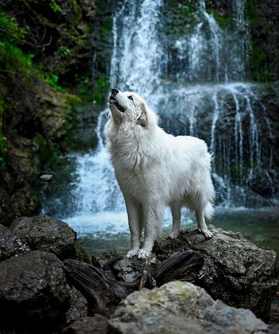 PFOTEN IN SZENE – HUNDEFOTOGRAFIE