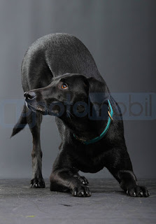 Das Photomobil – Bild 2