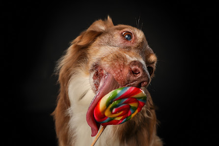 Jeanette Grottendiek Fotografie by Dog Paparazzi – Bild 2