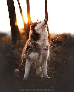 Tierfotografie Thüringen – Bild 6