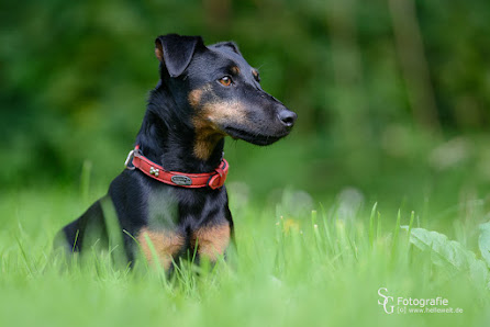 Tierfotografie und Jagdfotografie - Sebastian Grell – Bild 2