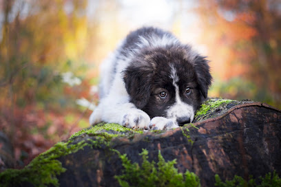 Pfotenmomente - Tierfotografie in Bremen, Bremerhaven, Cuxhaven und umzu