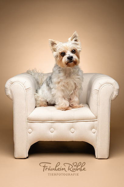 Fräulein Ruhle - Hundefotografie im Fotostudio in Wedel bei Hamburg