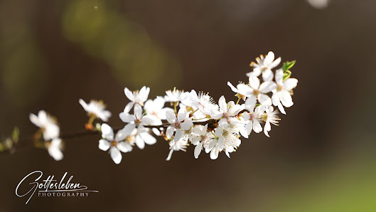 Gottesleben Photography – Bild 7