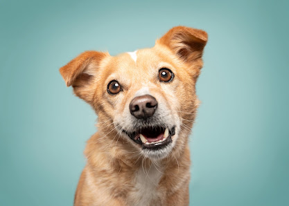 eMotionMoments | Fotostudio für Hunde – Bild 2
