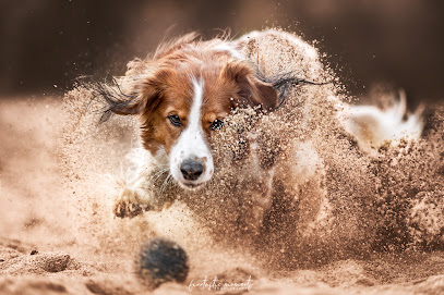 finntastic moments photography - Tierfotografie/Hundefotografie