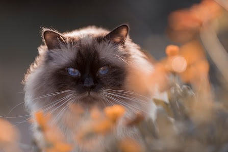 Tierfotografie Susanne Elendt – Bild 3