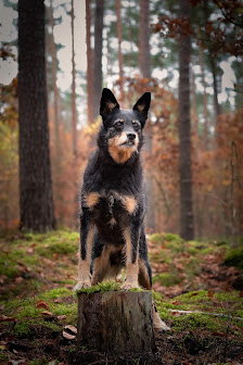 Hundefotografie Patrick Lemmer – Bild 2