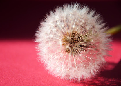 Fotostudio Magenta – Bild 4