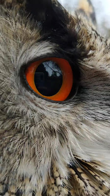 -Der Eulenmann / Infostunden , Shooting mit Eulen / Eulen und Greifvogel Kompetenzzentrum – Bild 5