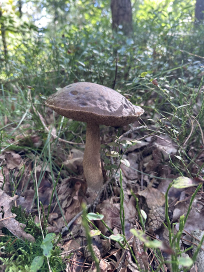Ablichtung.de - Fotos aus Leidenschaft