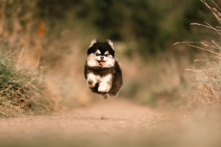 Bohoandclassy-Fotografie - Hundefotografie Köln – Bild 3