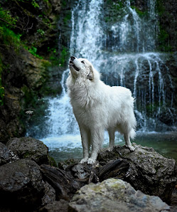 PFOTEN IN SZENE – HUNDEFOTOGRAFIE – Bild 2