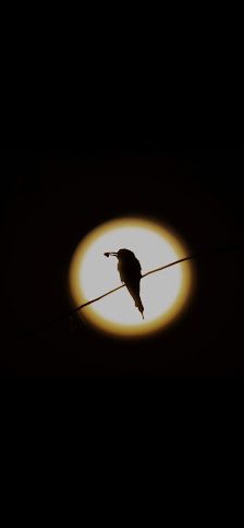 Nisse Kremser Naturerleb-Nisse Naturfotografie – Bild 3